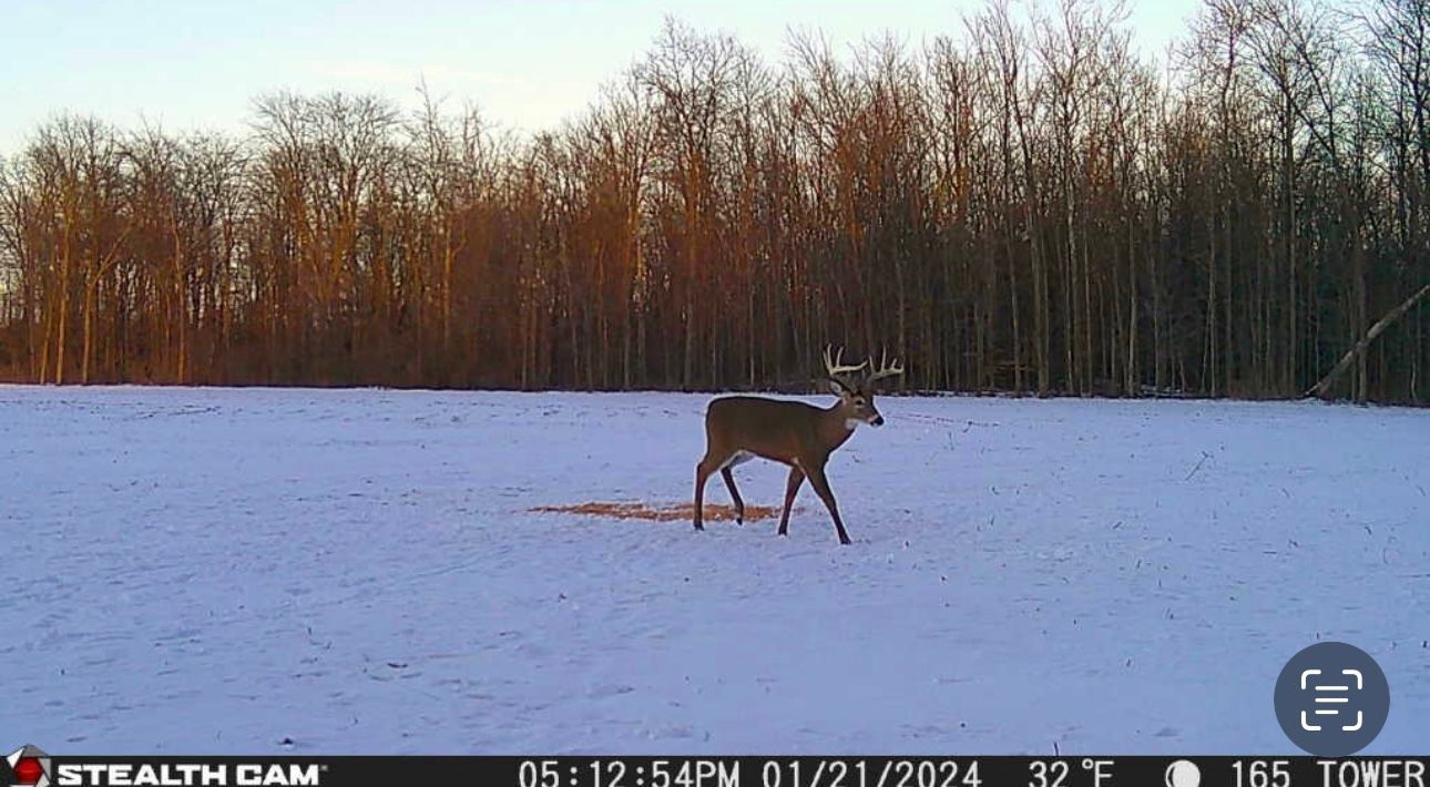A deer is walking through a snowy field.