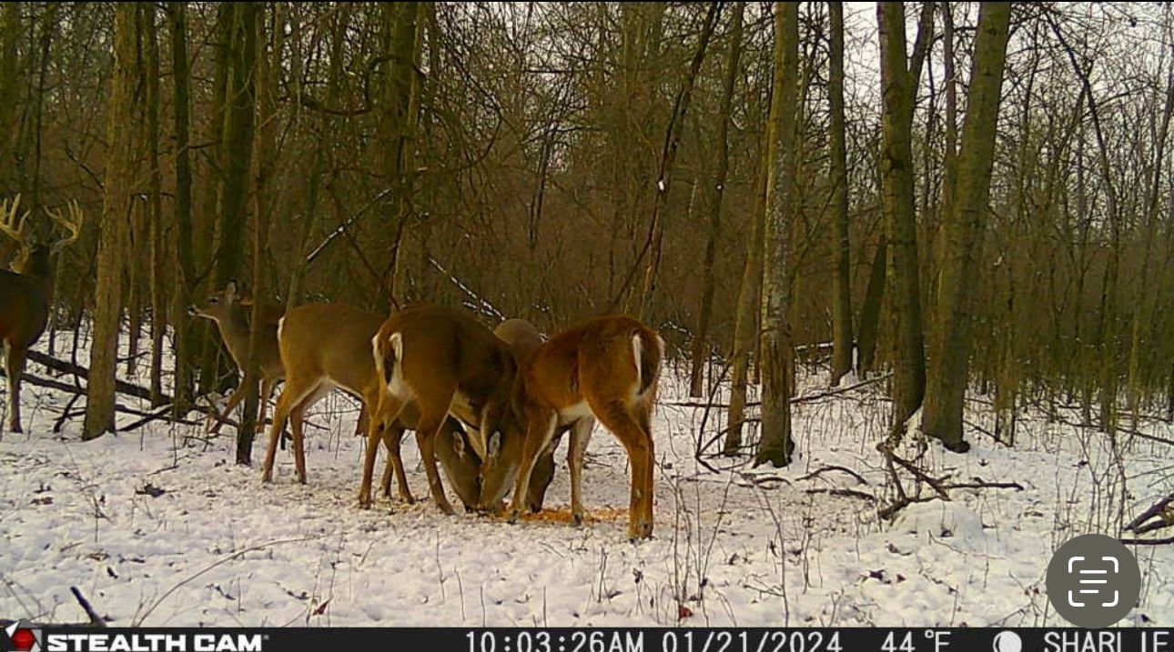 Three deer are standing in the snow in the woods.