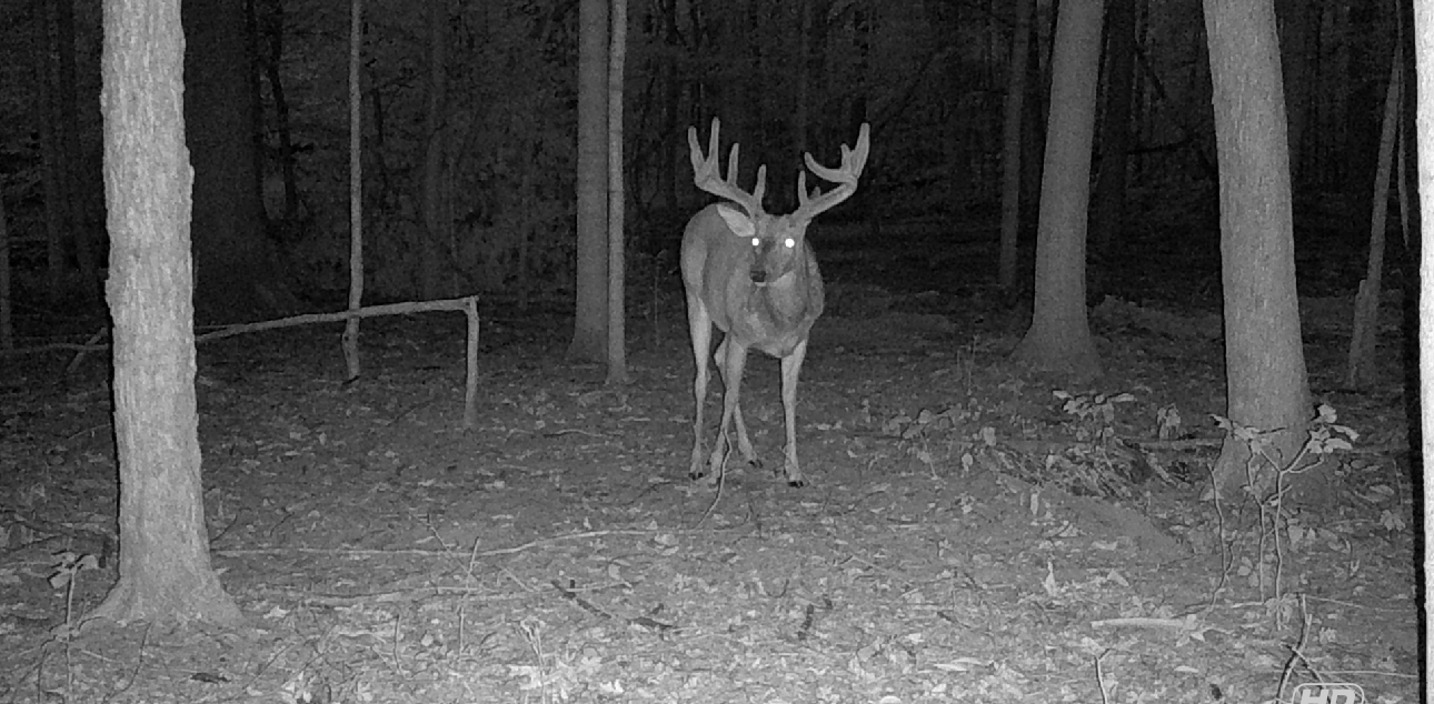 whitetail deer pic Ohio