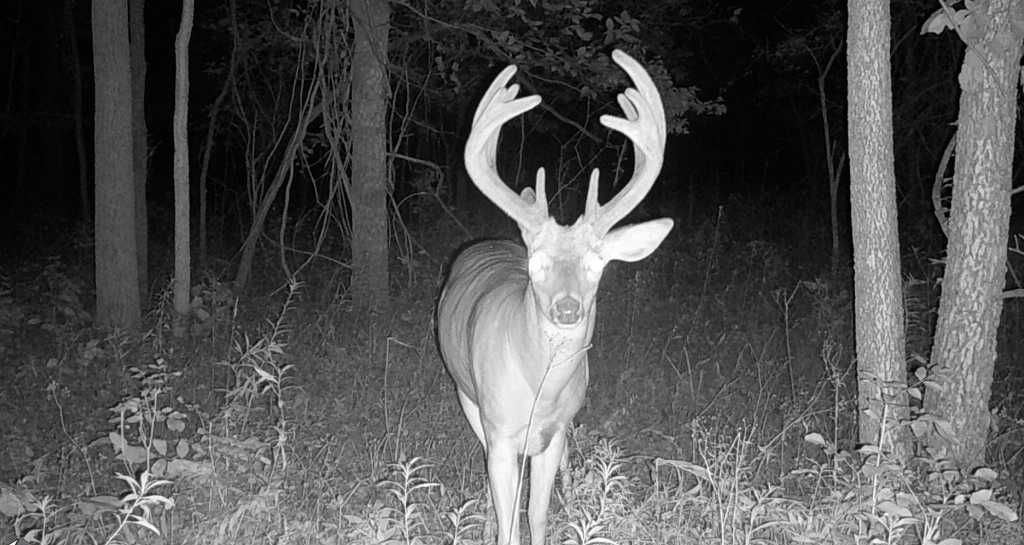 Trail Cam picture of a whitetail deer