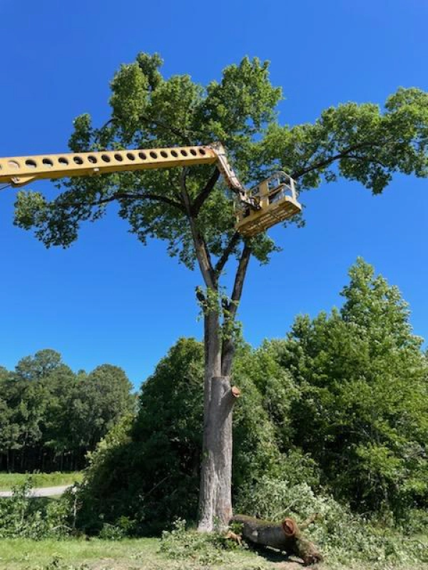 Tree being trimmed by a worker in a yellow lift against a bright blue sky.