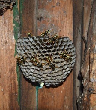 Wasp Nest - Pest Control Services Commercial & Industrial in Medford, NJ