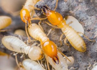 Termites on Work - Insect Control and Extermination in Medford, NJ