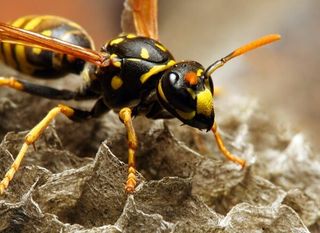 Wasp - Pest Control Services in Medford, NJ