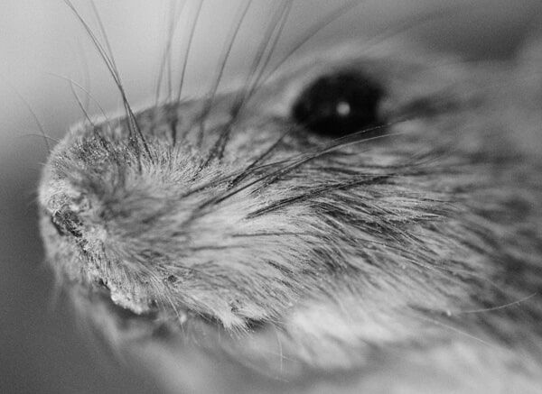 Rat - Pest Control Services in Medford, NJ