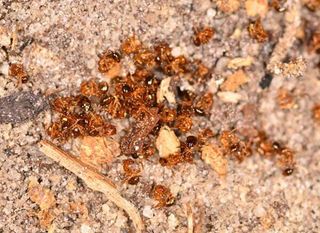 Dead Fire Ants - Pest Control Services in Medford, NJ
