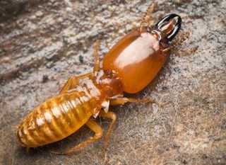Termite - Insect Control and Extermination in Medford, NJ