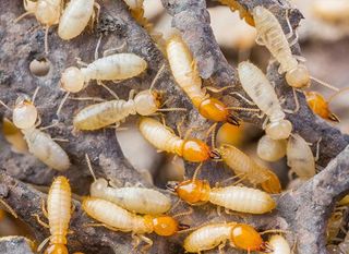 Termites on Wood - Insect Control and Extermination in Medford, NJ