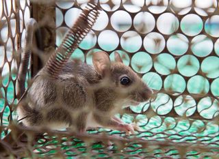 Rat Trapped in the Cage - Pest Control Services in Medford, NJ