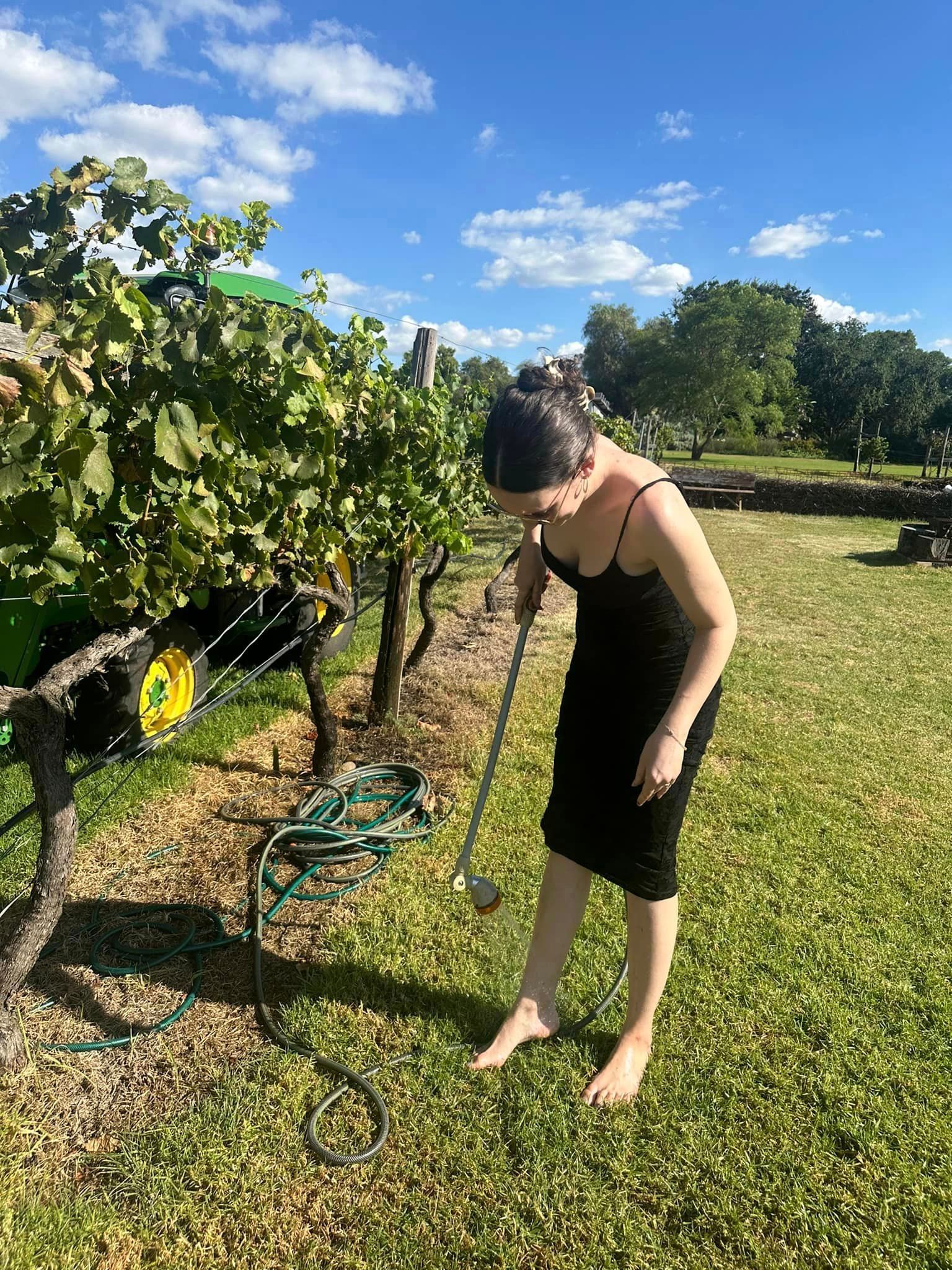 A woman in a black dress is watering a vineyard with a hose.