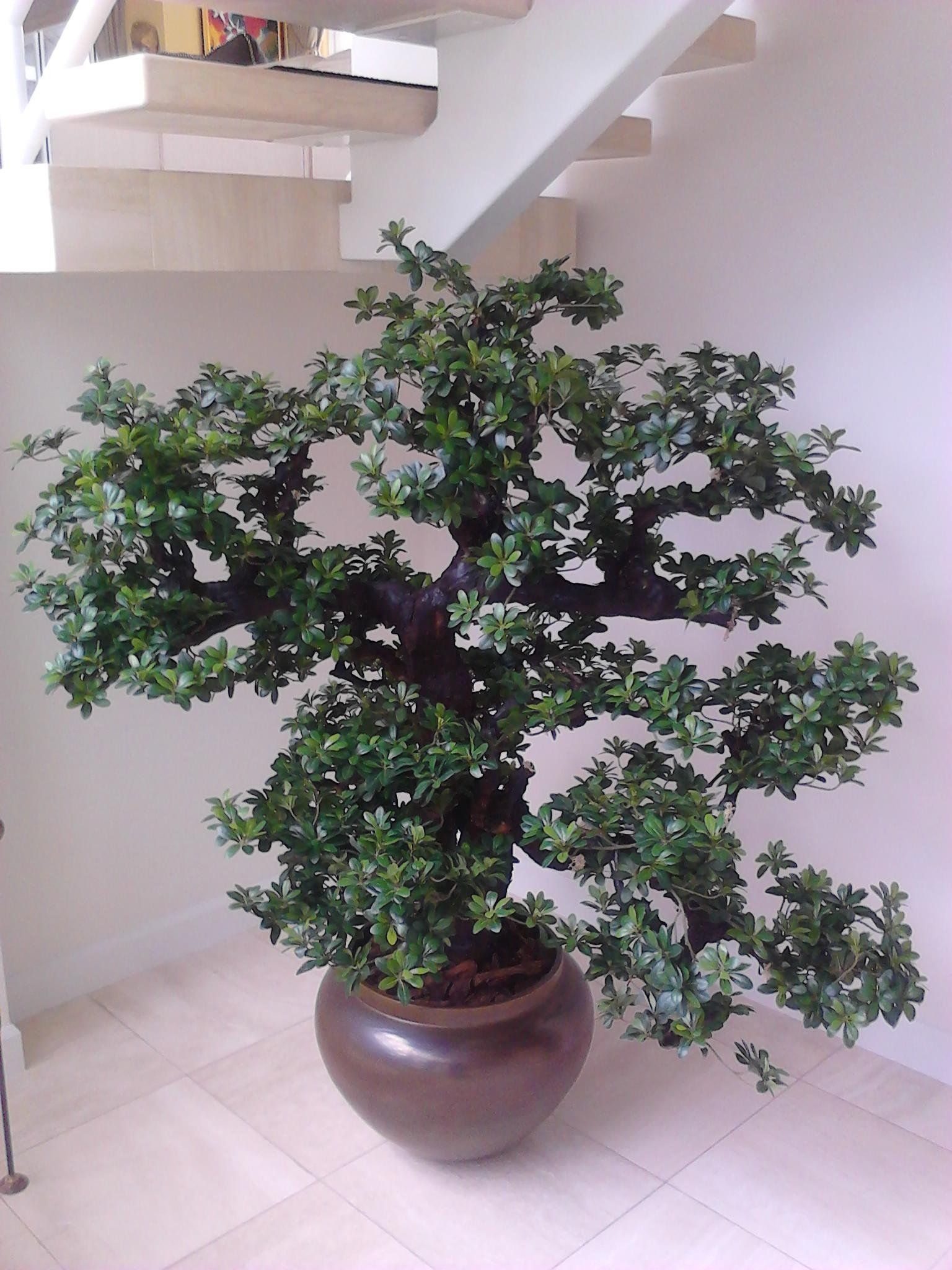 Custom Silk Trees & Plants Boca Raton, FL Creative Collection