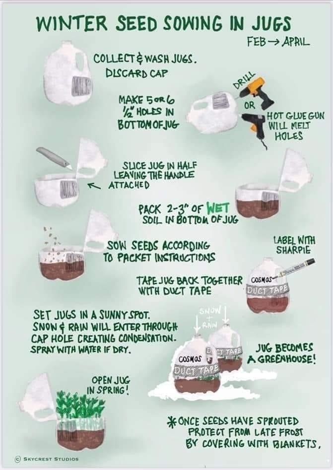 Winter Seeds Sowing in Jug