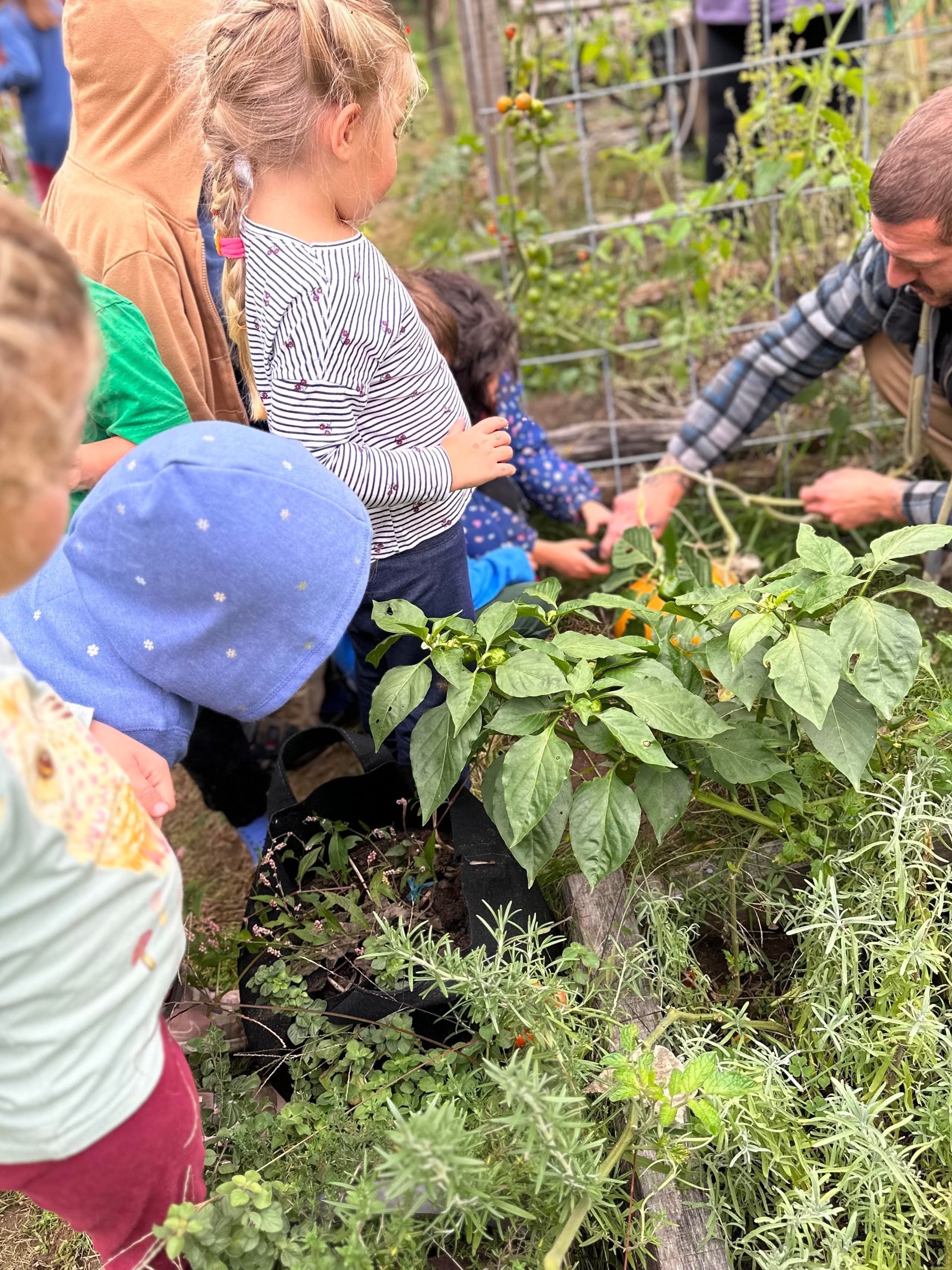 A group of children are standing in a orchad working with a montessori guide.