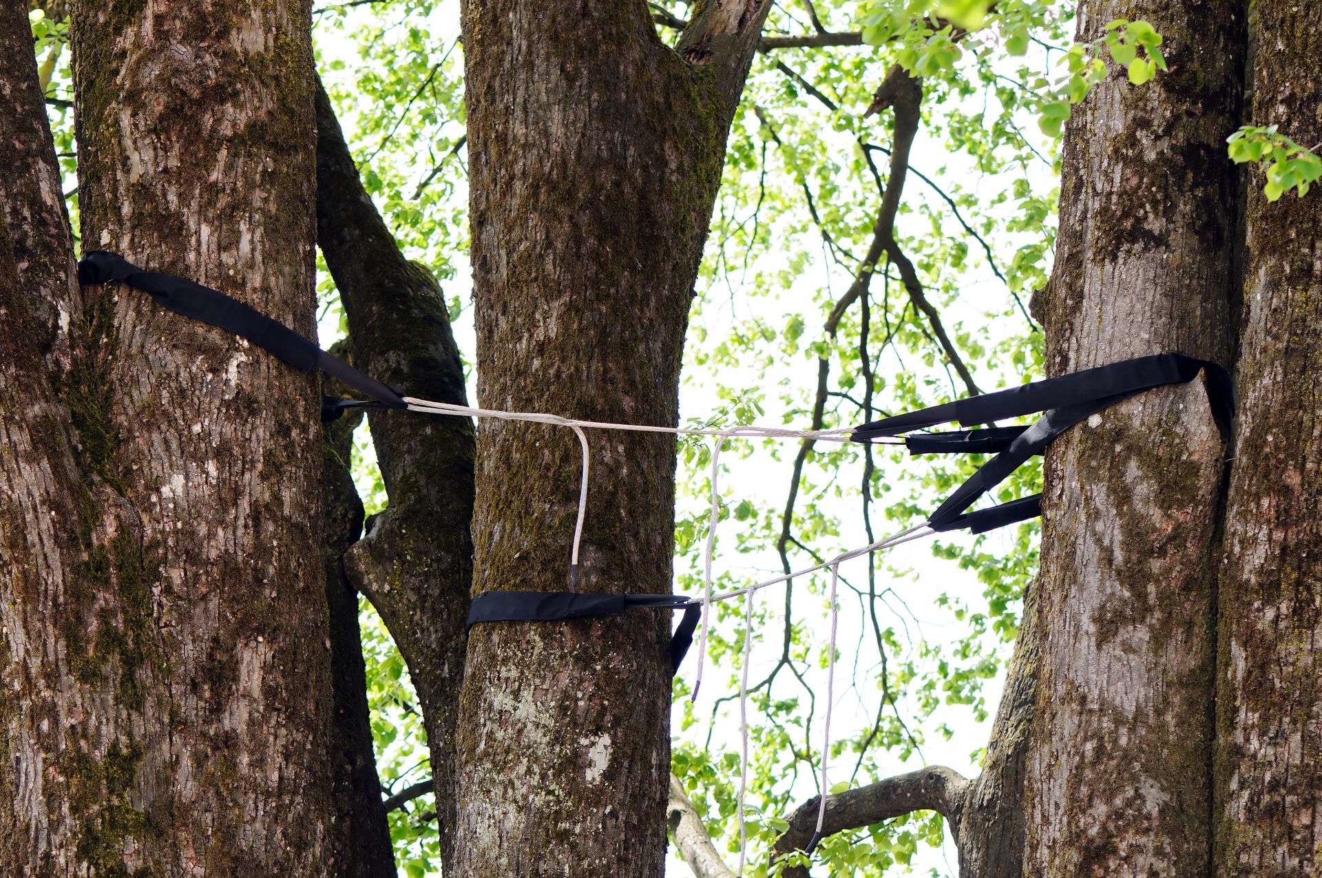 Black straps securing a ladder-like setup between tree trunks in a wooded area