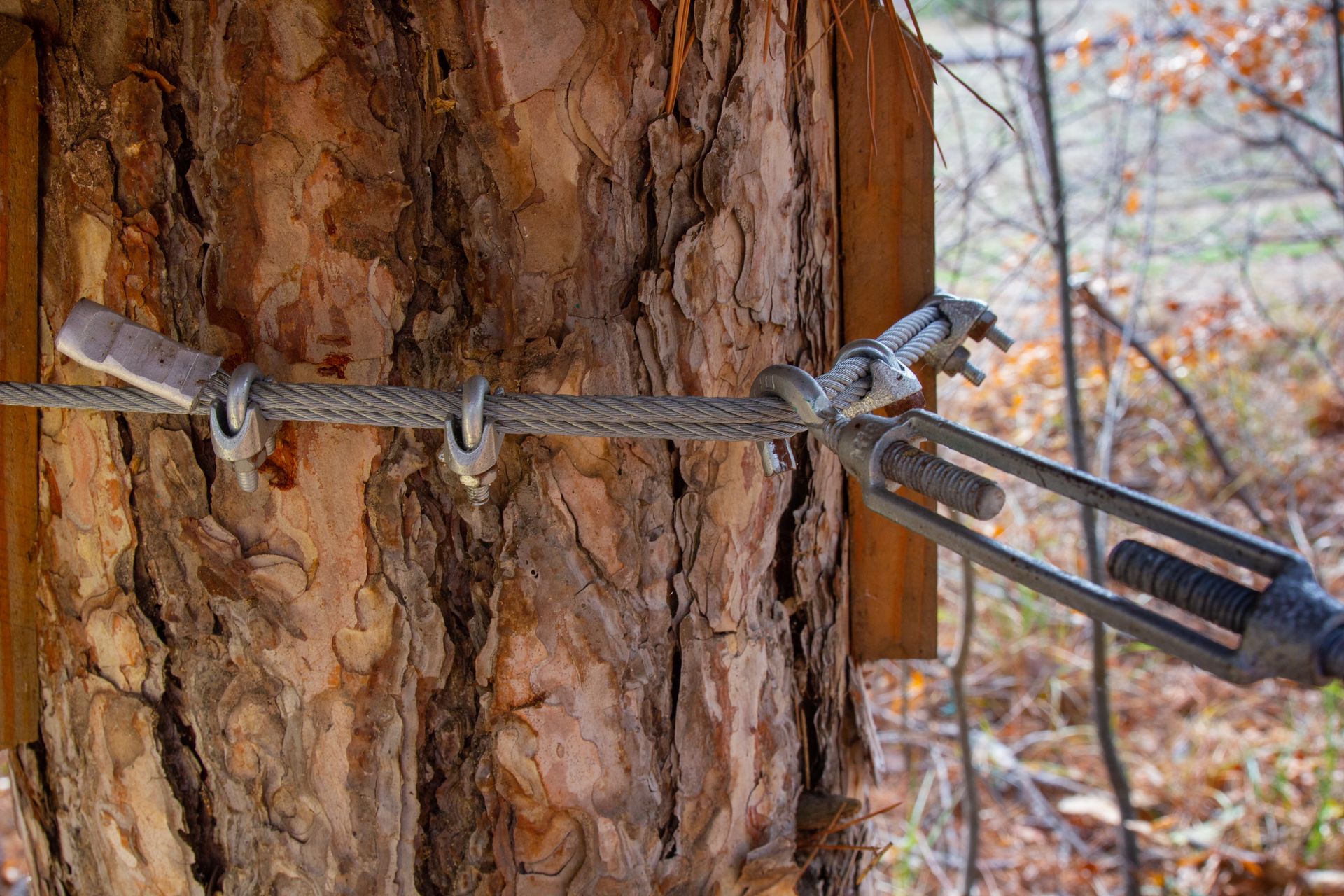 Close-up of a cable secured around a tree trunk with a metal clamp in a wooded area