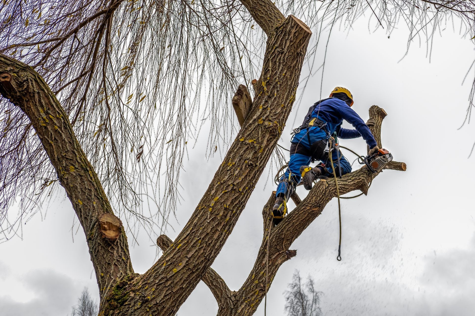 Arborist in blue safety gear pruning a tree limb high above the ground
