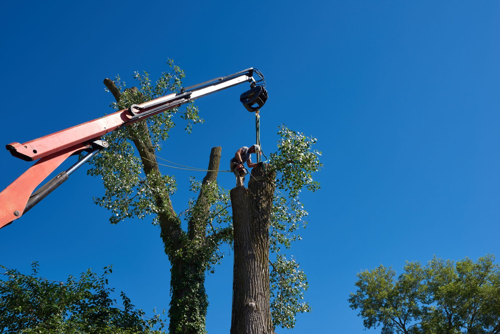 A crane lifts a worker in a bucket beside a tree being trimmed against a blue sky.
