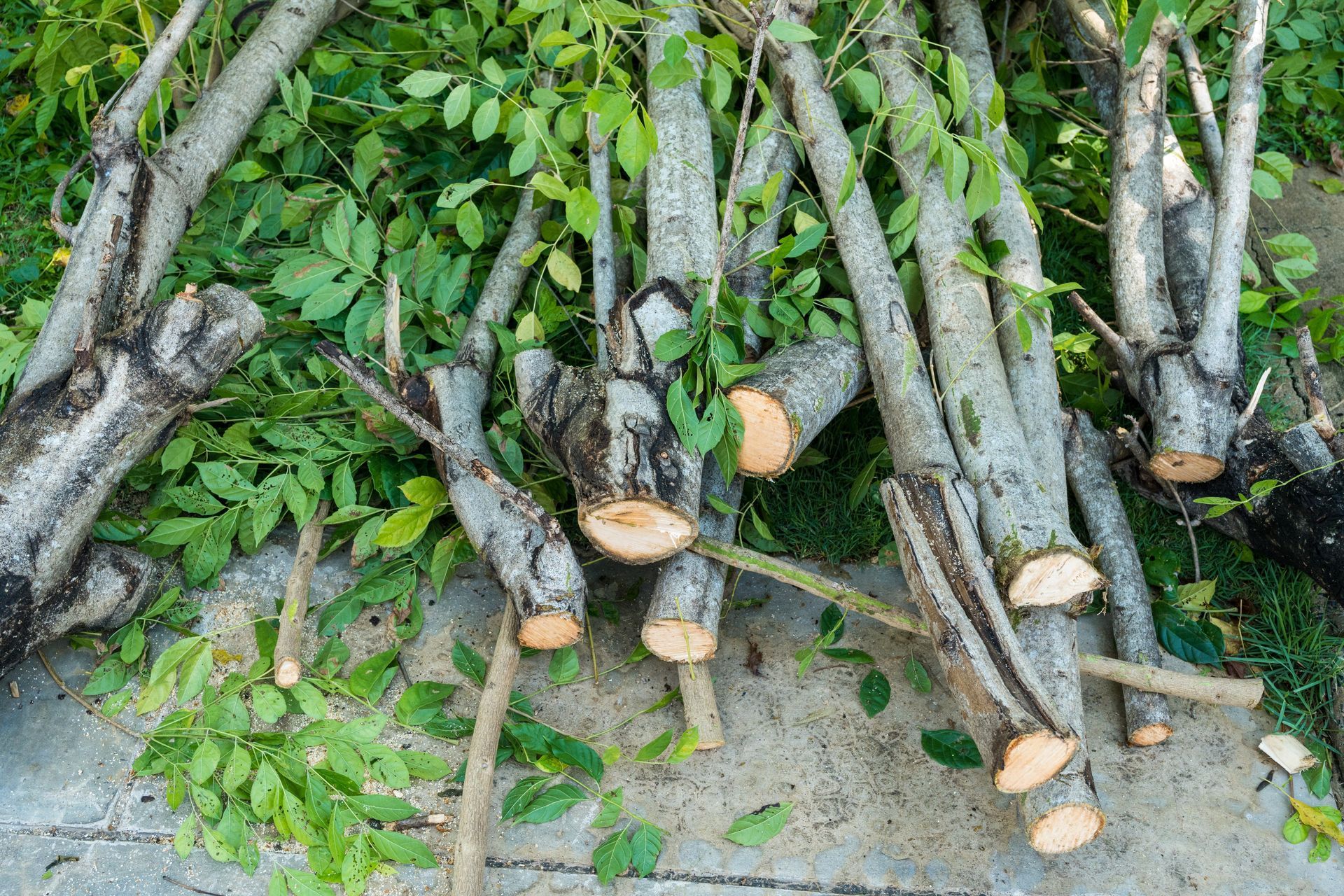 Cut tree logs and branches stacked on the ground beside green foliage