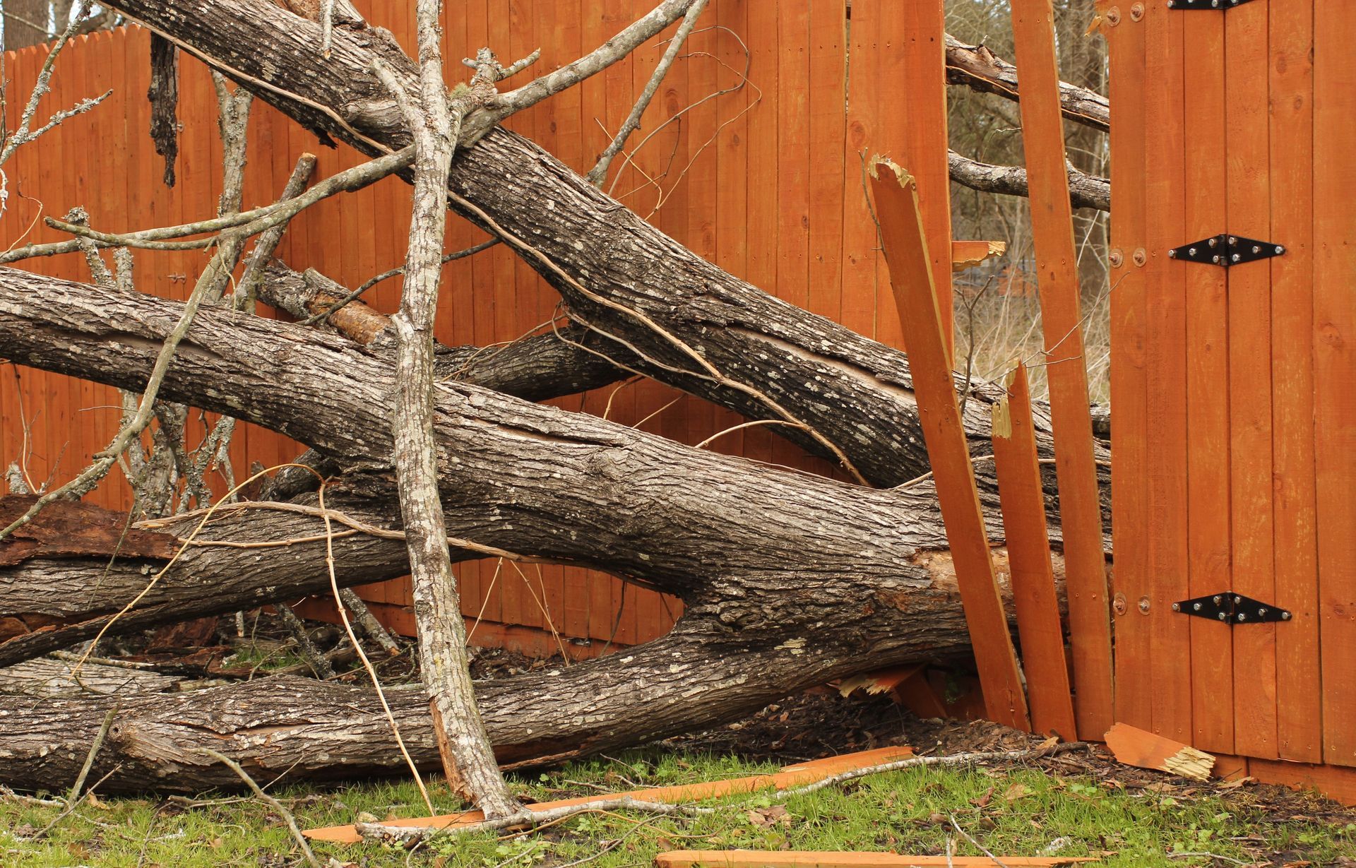 Fallen tree trunk and branches leaning against an orange wooden fence in a yard