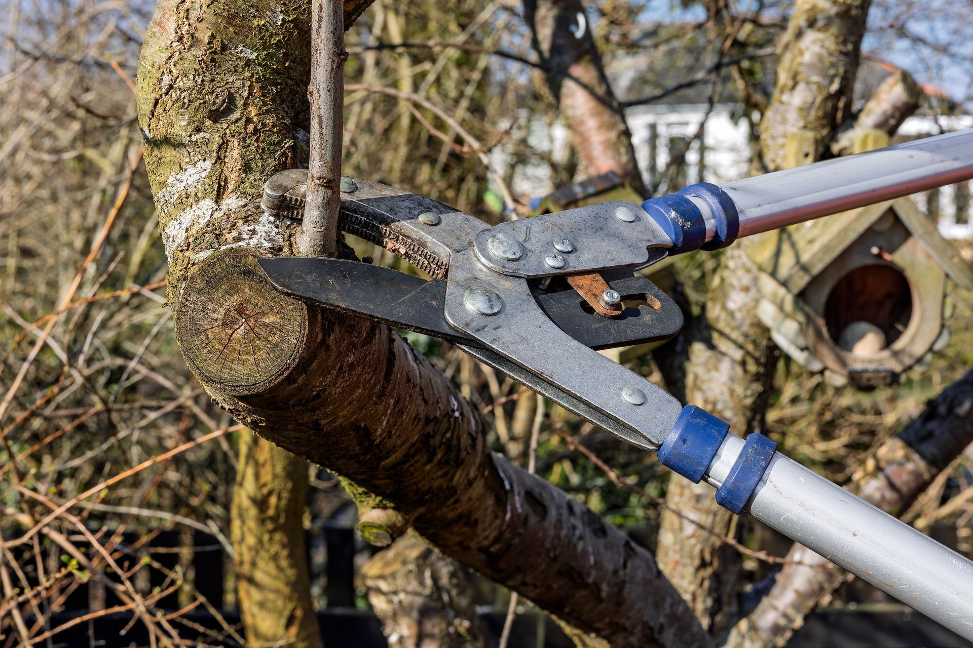 Pruning shears cutting a tree branch in a garden