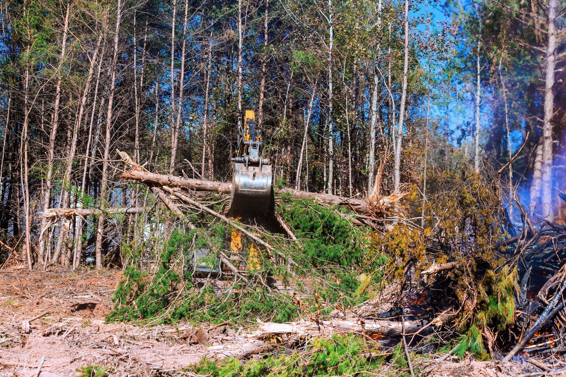 Downed tree and logging equipment in a wooded forest clearing under bright sunlight