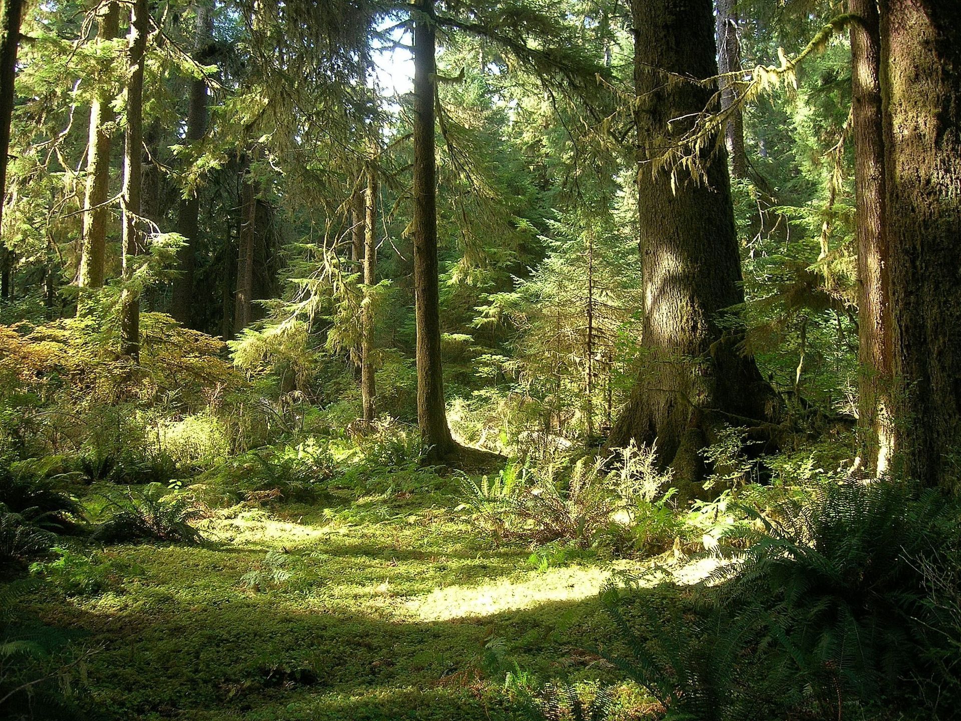 Photo by members of the Physical Science Department of Olympic National Park.