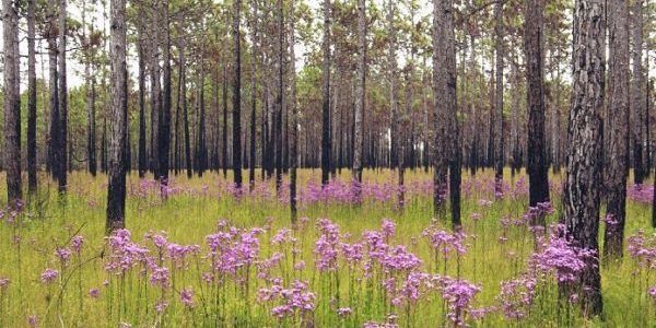 Longleaf in North Carolina by David McAdoo, Creative Commons. Longleaf in North Carolina by David McAdoo, Creative Commons. 