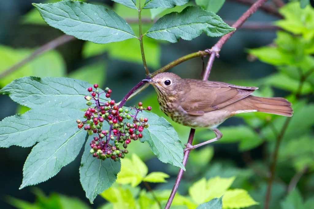 Swainson’s Thrush – By Mick Thompson, 2014