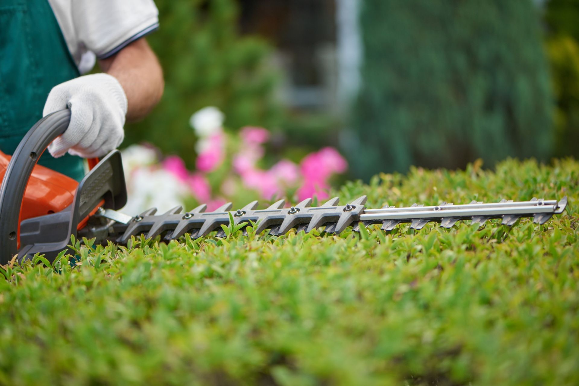 Person in gloves using hedge trimmer to trim a green bush in a garden.