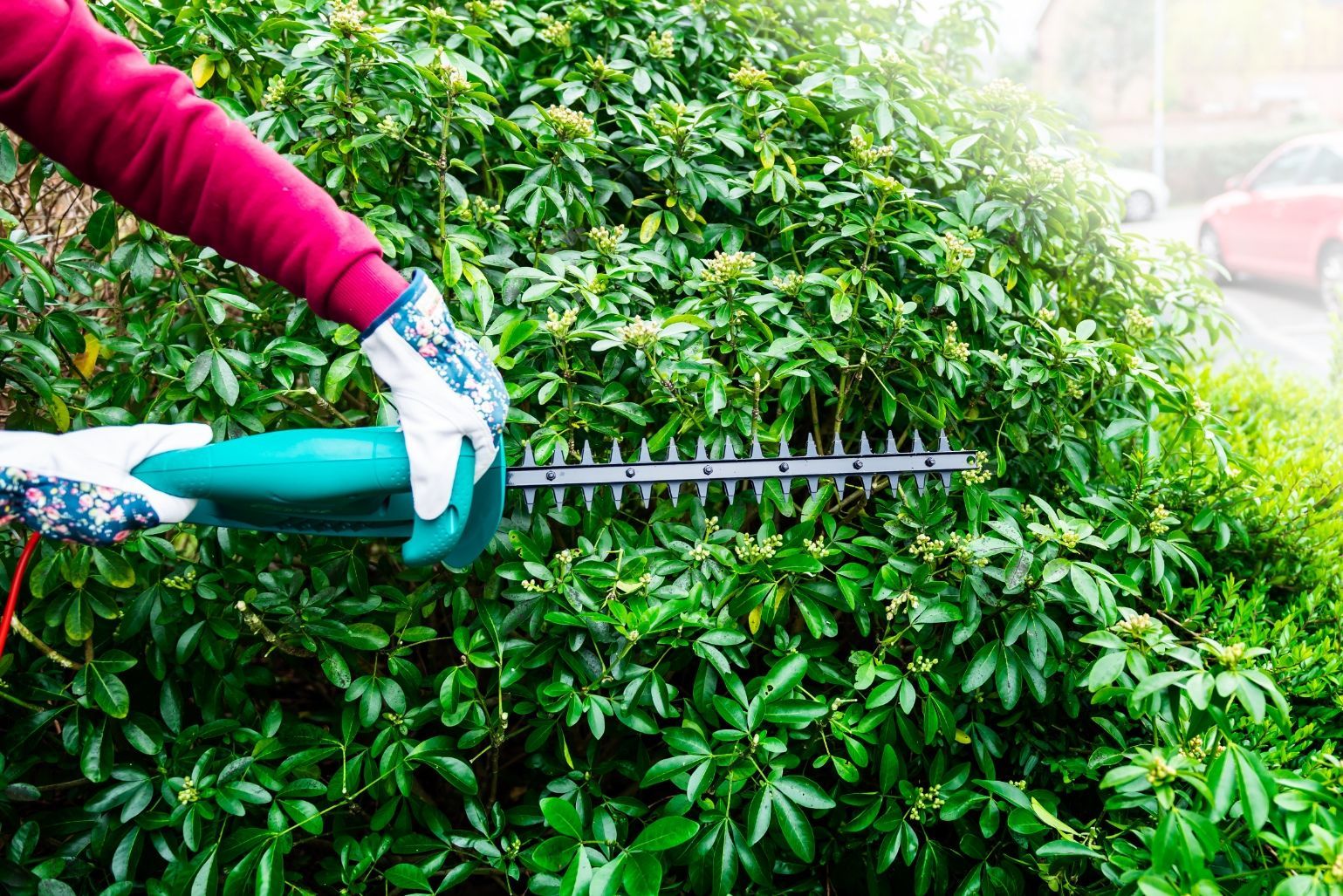 Person trimming a green hedge with an electric hedge trimmer, outdoors.