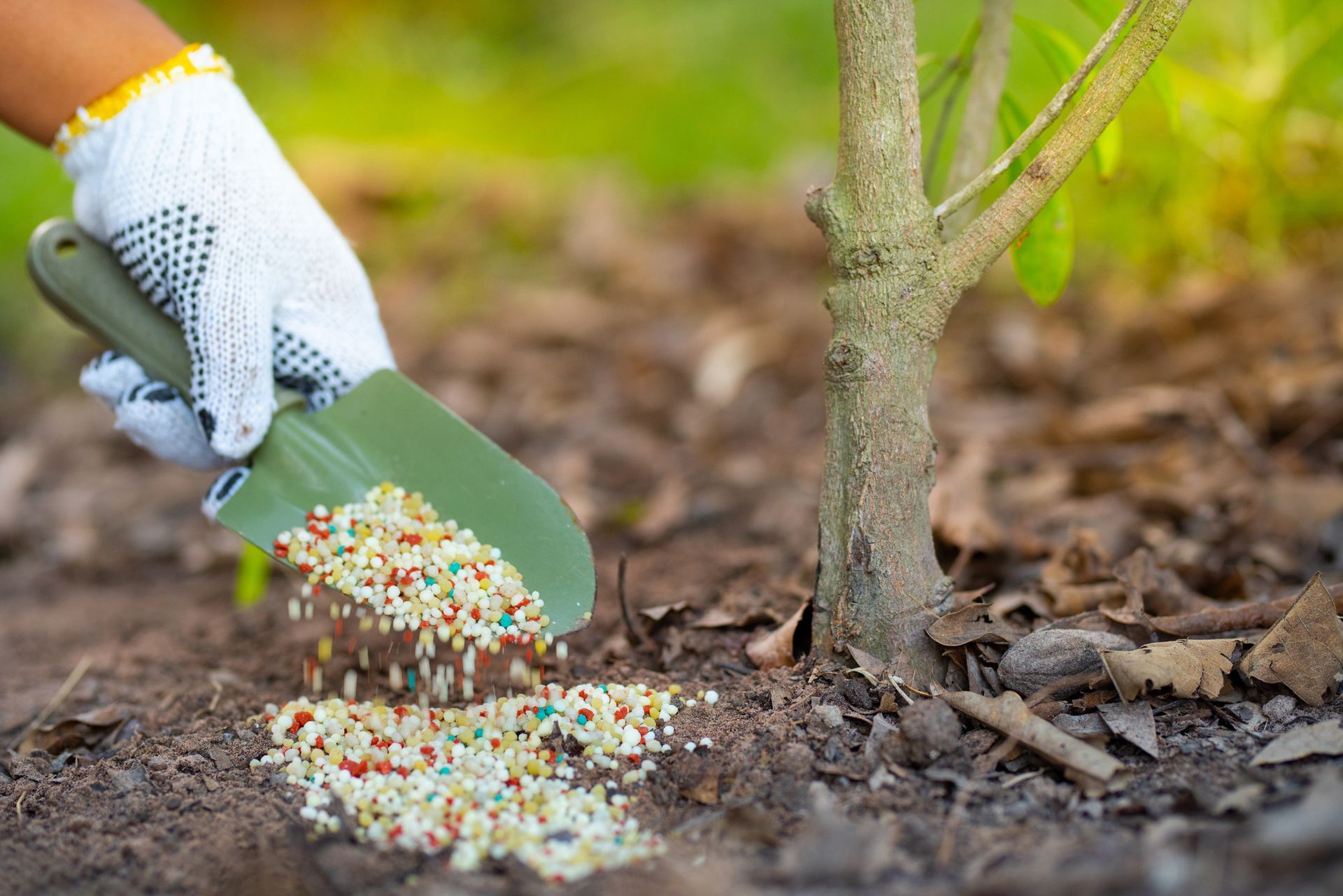 Close-up of a gloved hand, holding a hand shovel and pouring pebbled fertilizer to a plant. Close-up of a gloved hand, holding a hand shovel and pouring pebbled fertilizer to a plant.