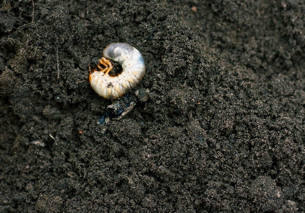 White grub curled in dark soil.