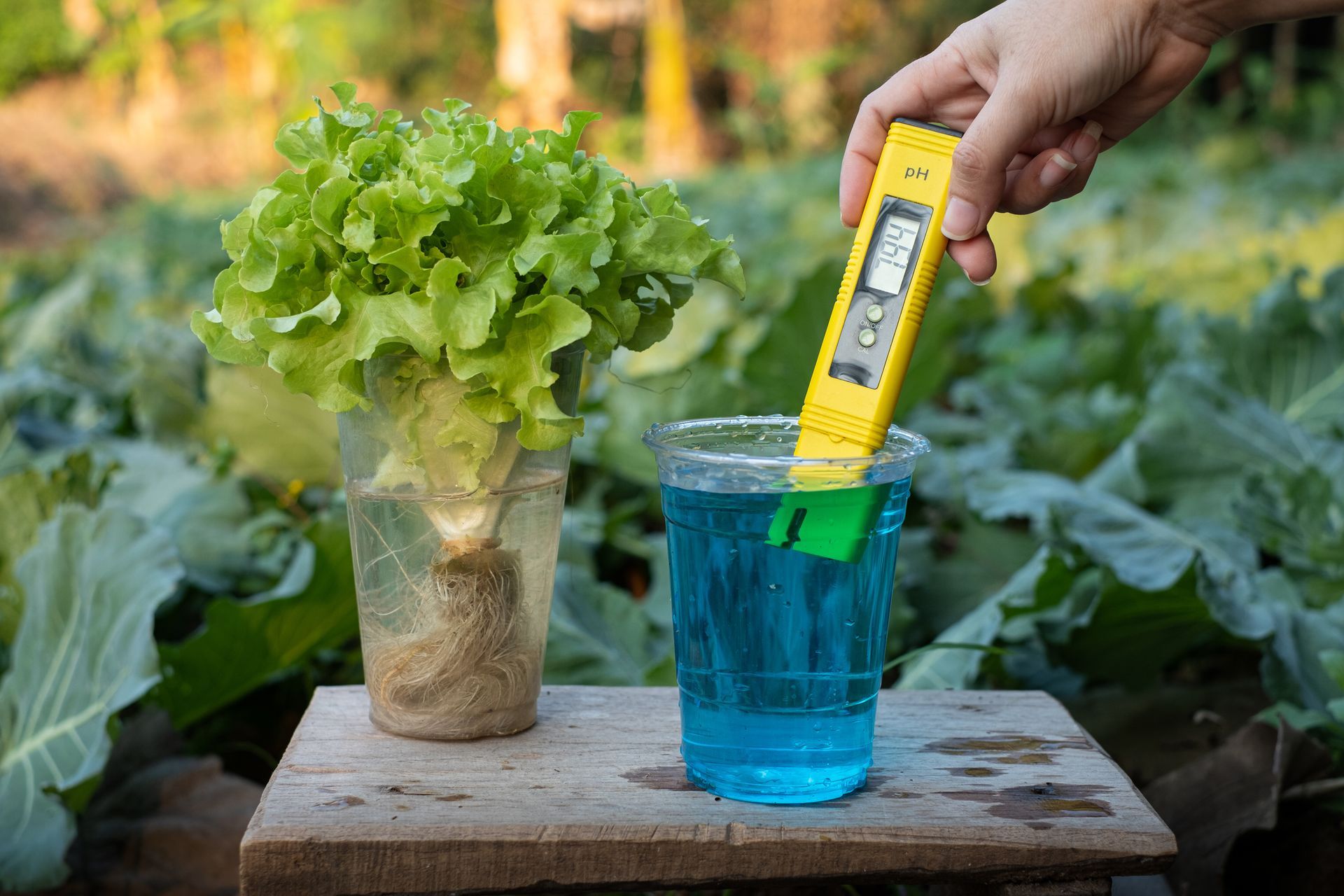 Person testing blue water with a meter; lettuce plant in a clear cup, garden background.
