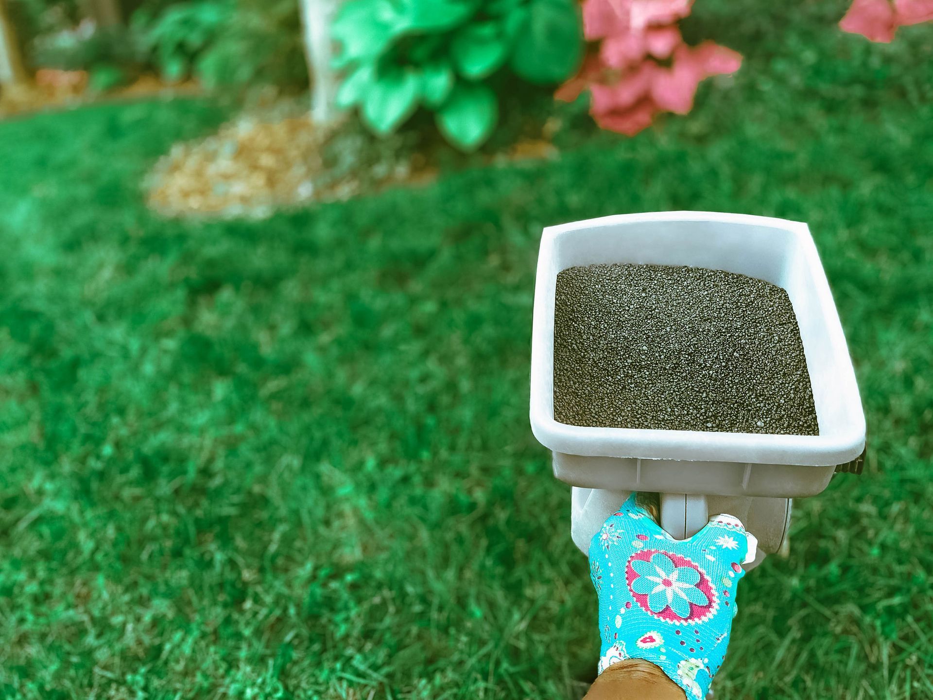 A woman is holding the fertilizer that will be poured on the grass. A woman is holding the fertilizer that will be poured on the grass.
