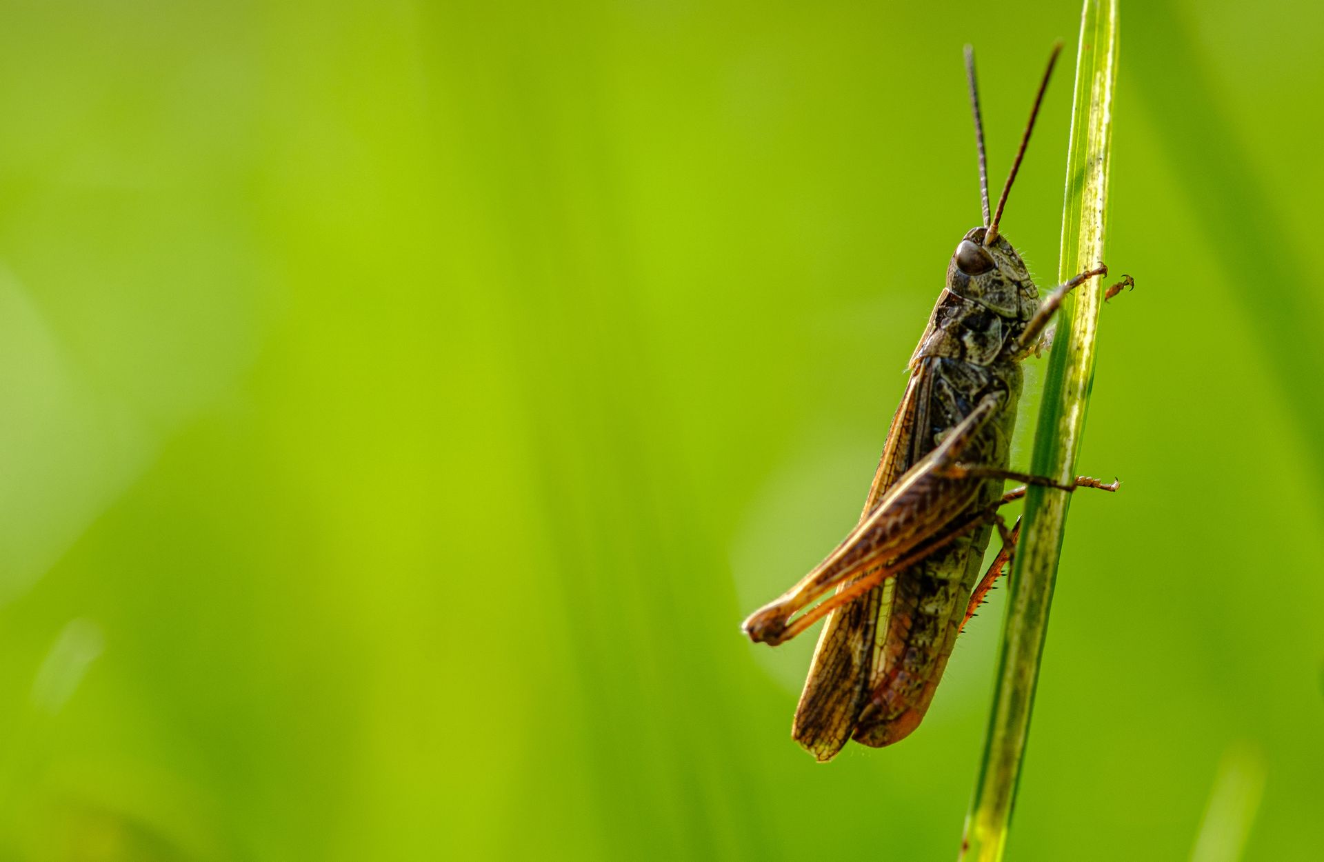 Brown grasshopper clinging to a green blade of grass against a blurred green background.
