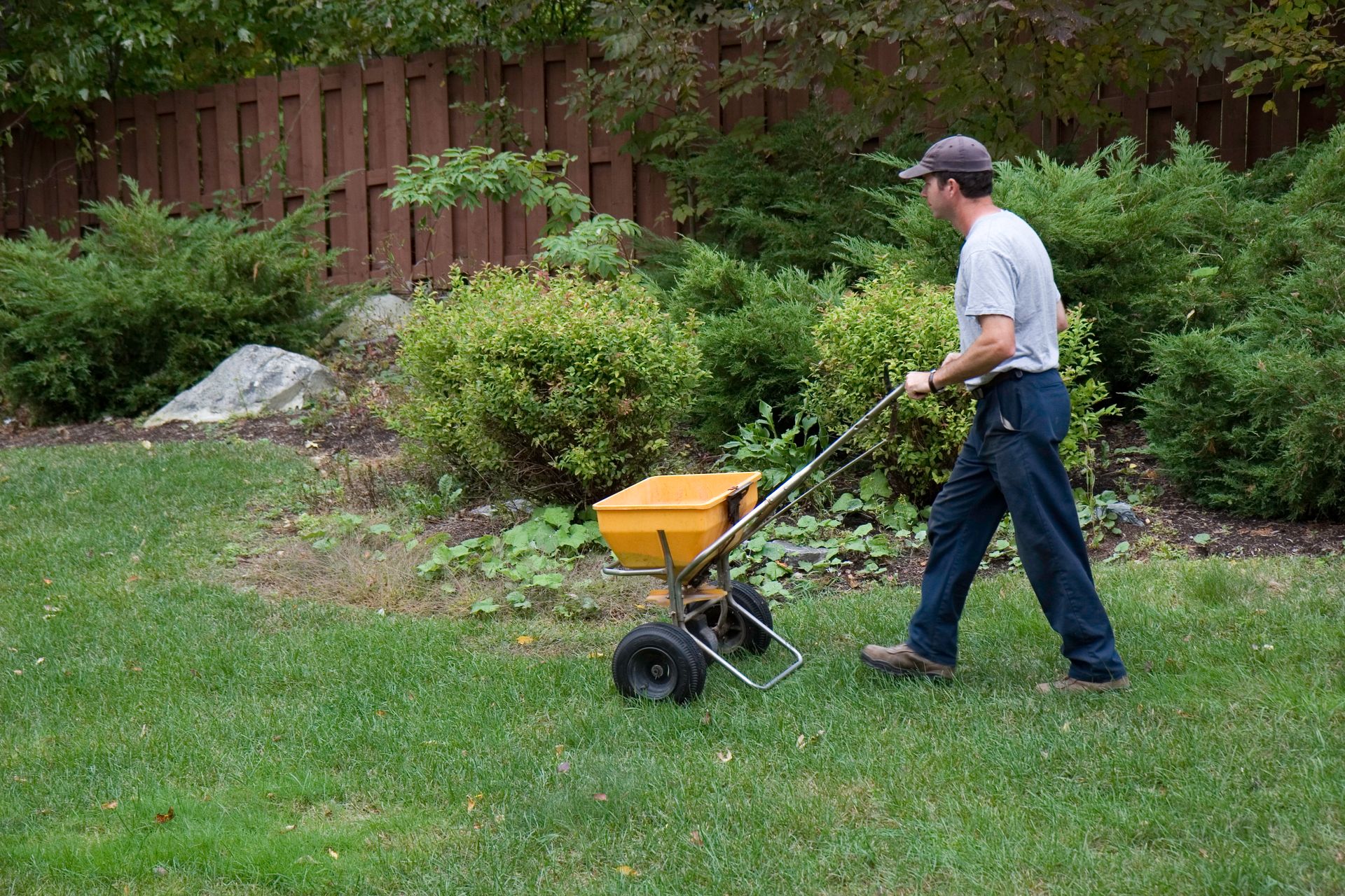 Man pushing a yellow spreader on a lawn, applying fertilizer.