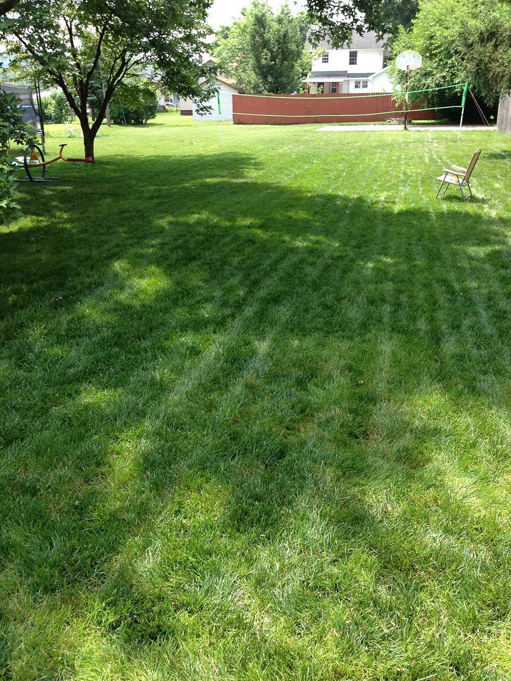 Green, sunny lawn with a tree and a fence in the background.