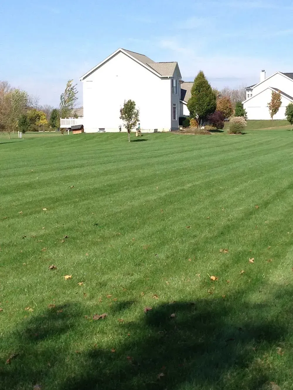 Large, manicured green lawn with striped pattern; white houses in the background under a blue sky.