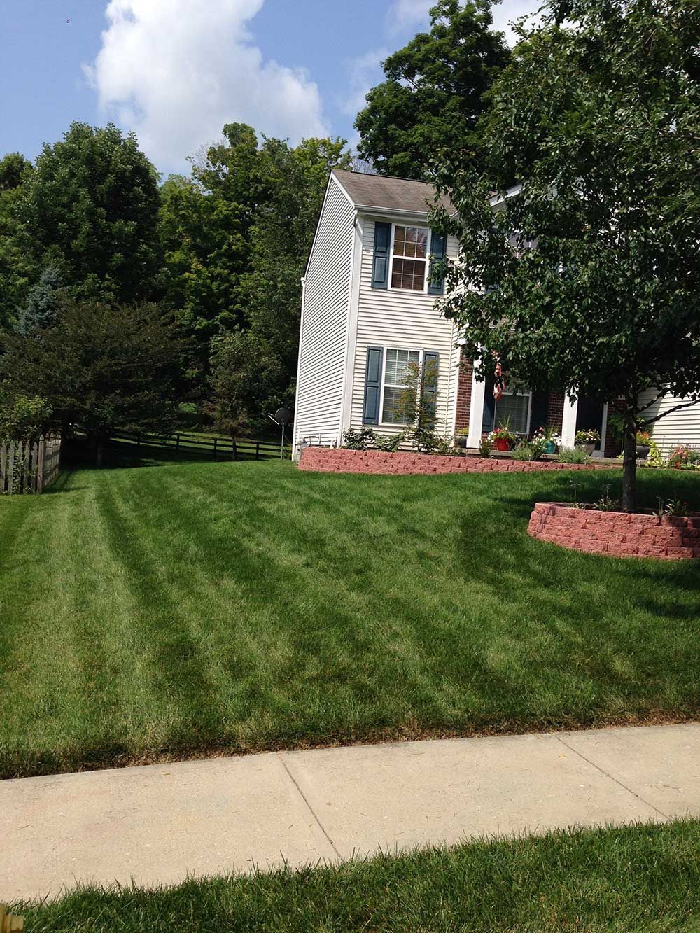 Lawn with striped grass in front of a white house with blue shutters, a tree, and lush greenery.
