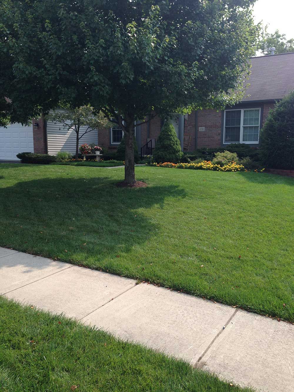 Green lawn and sidewalk in front of a brick house, shade from a tree.