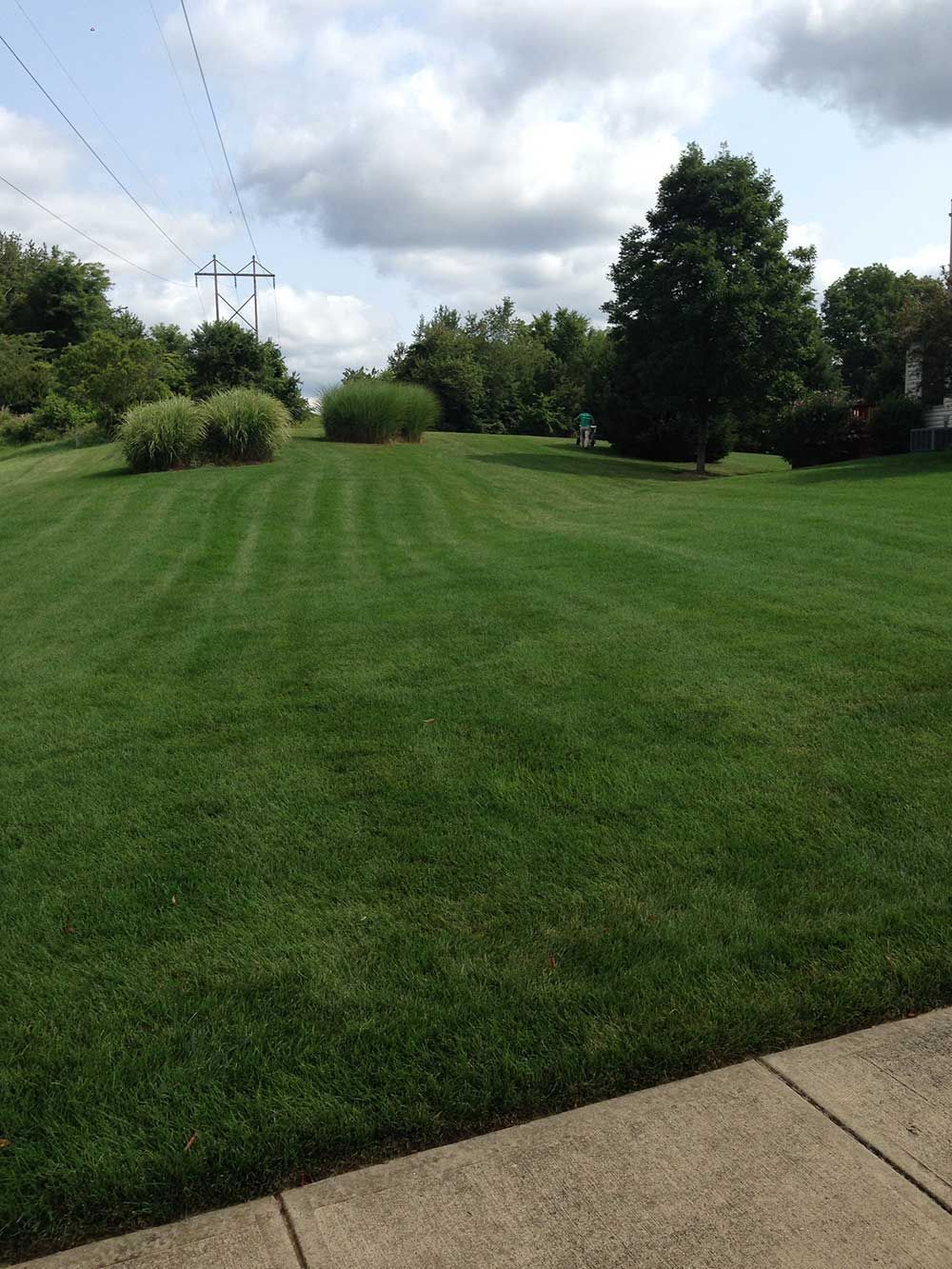 Lush green lawn under a cloudy sky, with a few bushes and trees in the background, and power lines.