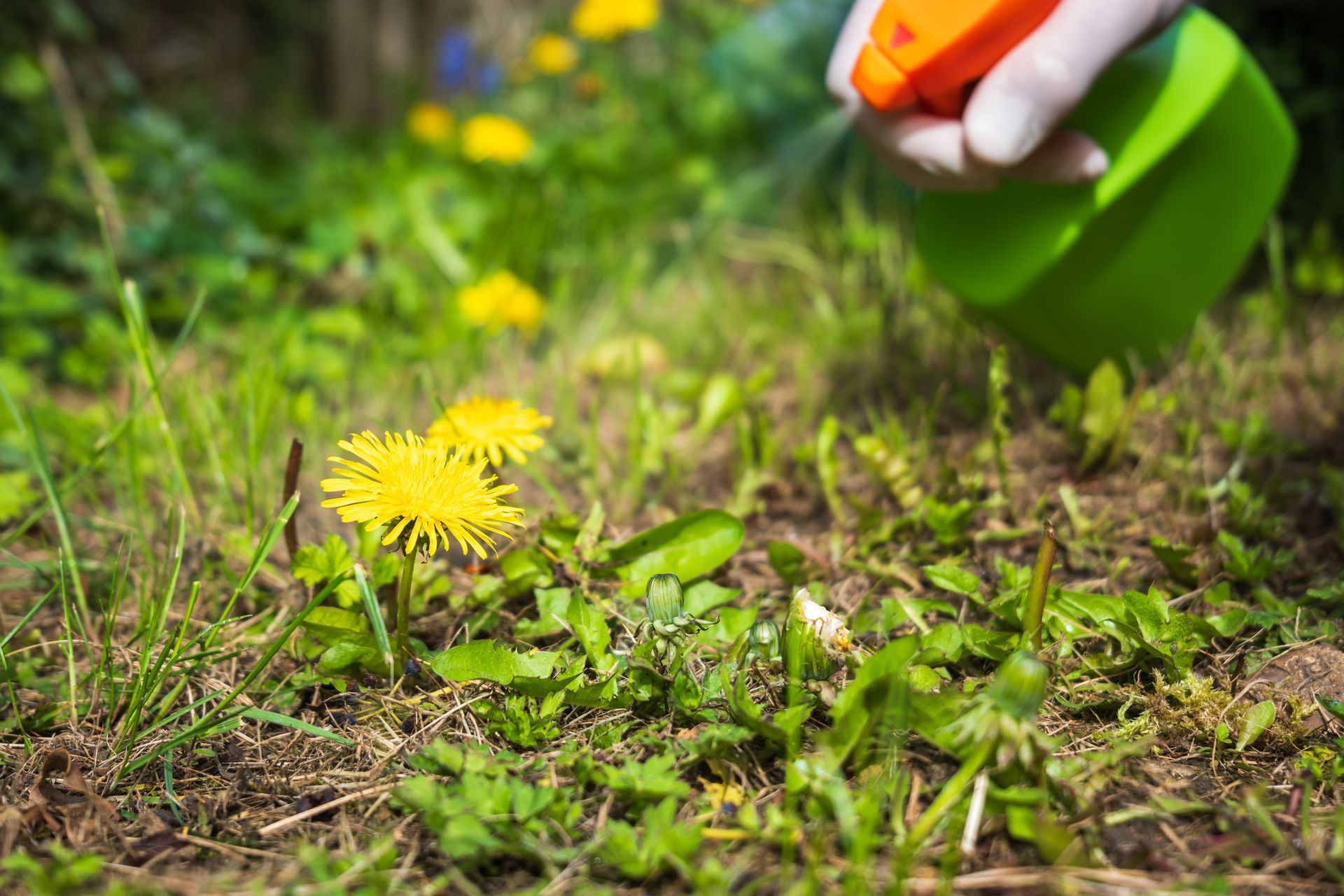 Gardener spraying weed killer onto dandelion weed growing in the garden.