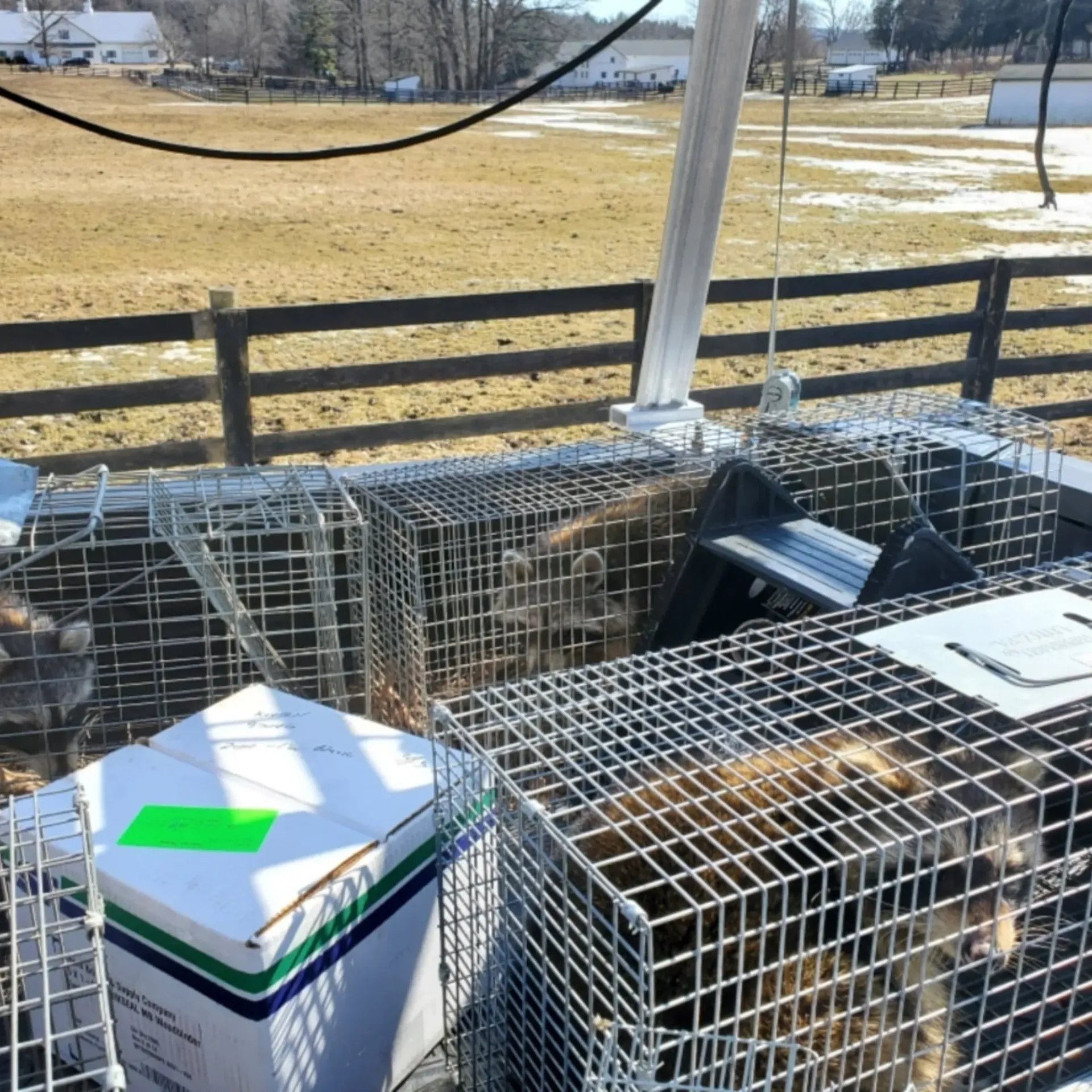 Michigan Wildlife Solutions - A raccoon in a cage next to a box with a green sticker on it