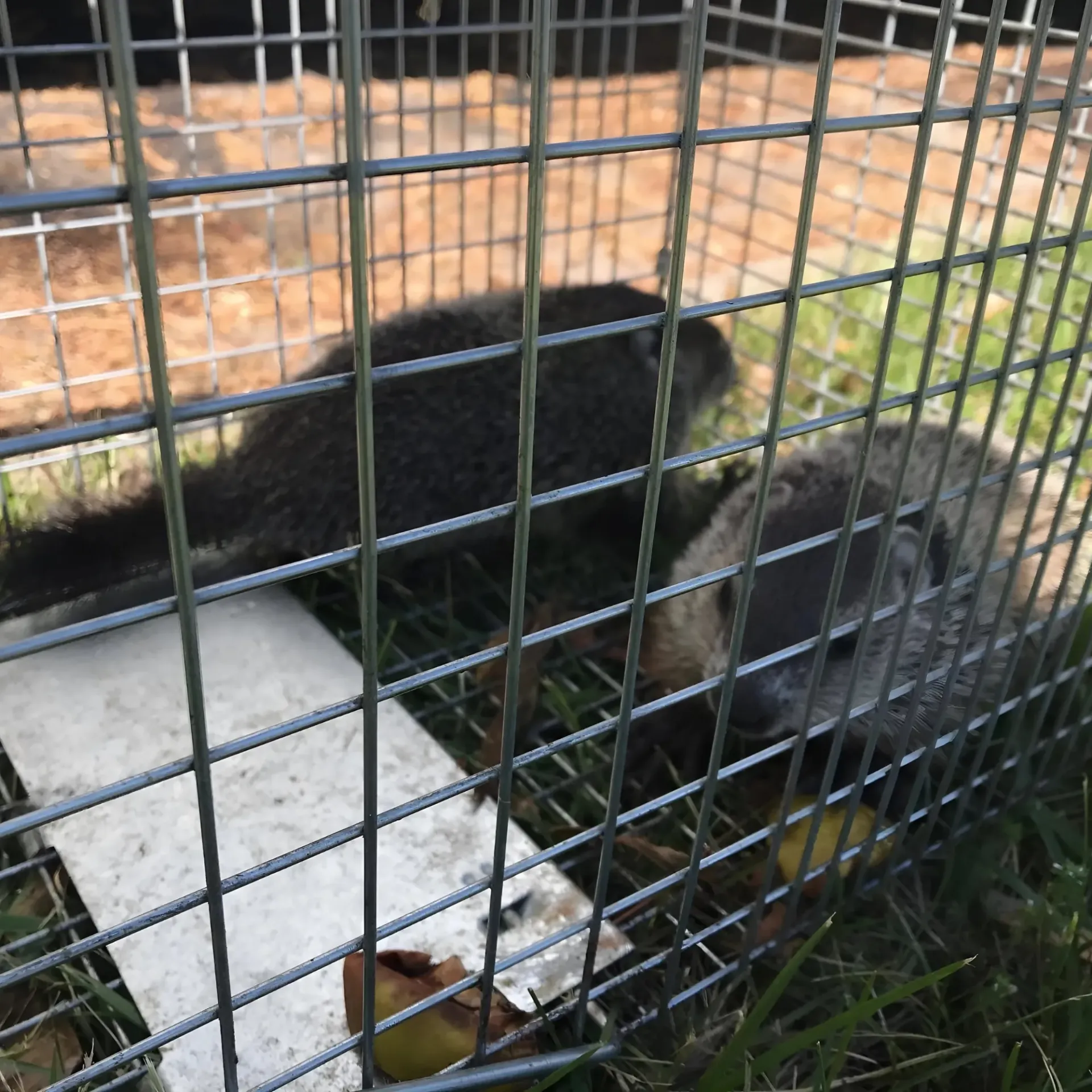 Michigan Wildlife Solutions - Two squirrels are sitting in a wire cage.