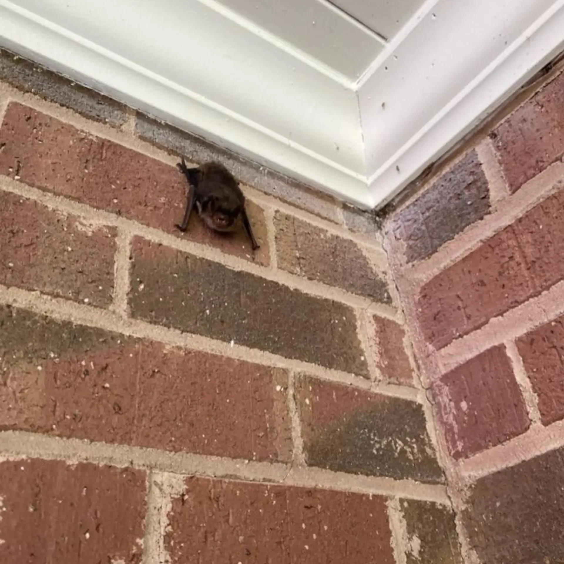 Michigan Wildlife Solutions - A bat is sitting on the corner of a brick wall