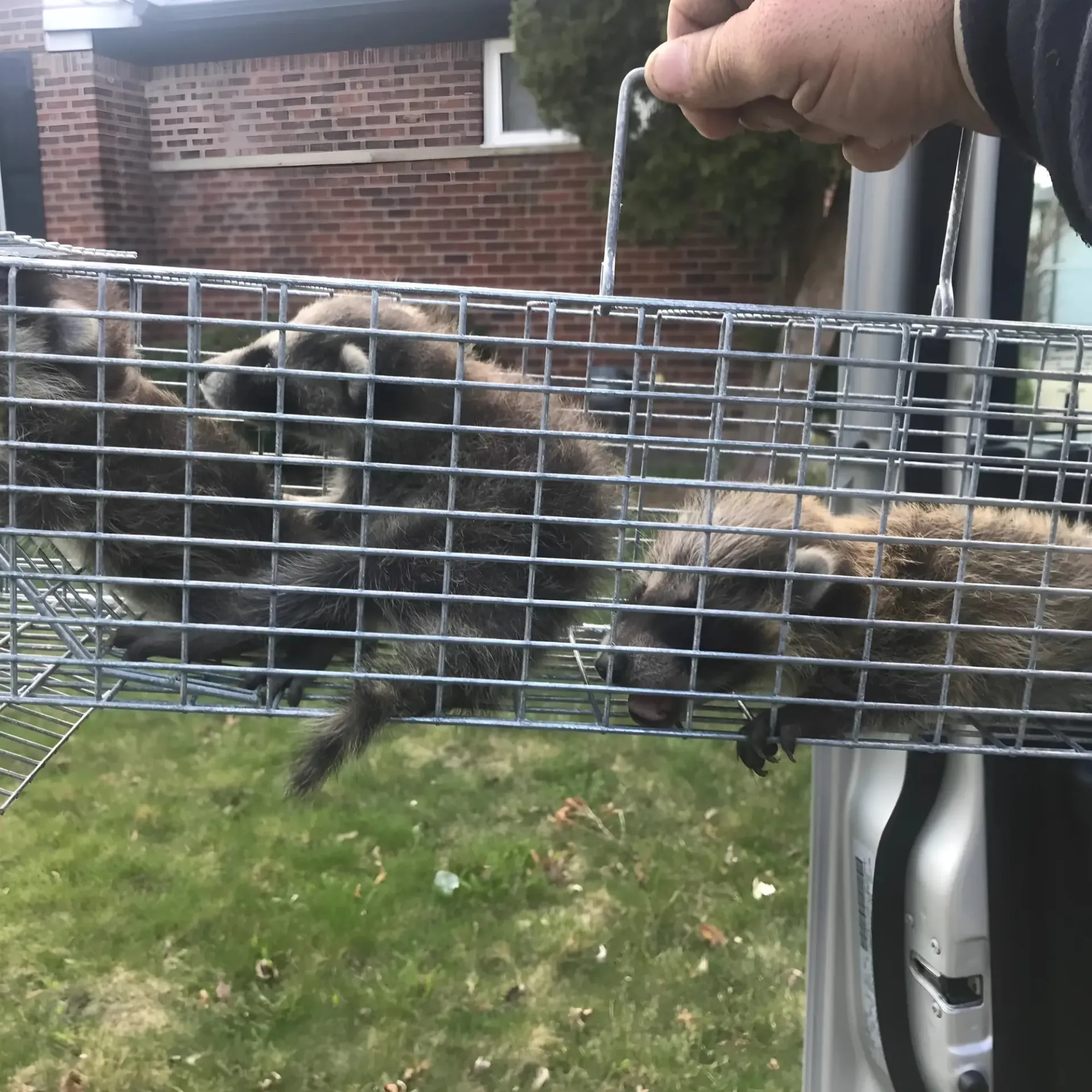 Michigan Wildlife Solutions - A person is holding a cage with raccoons in it.