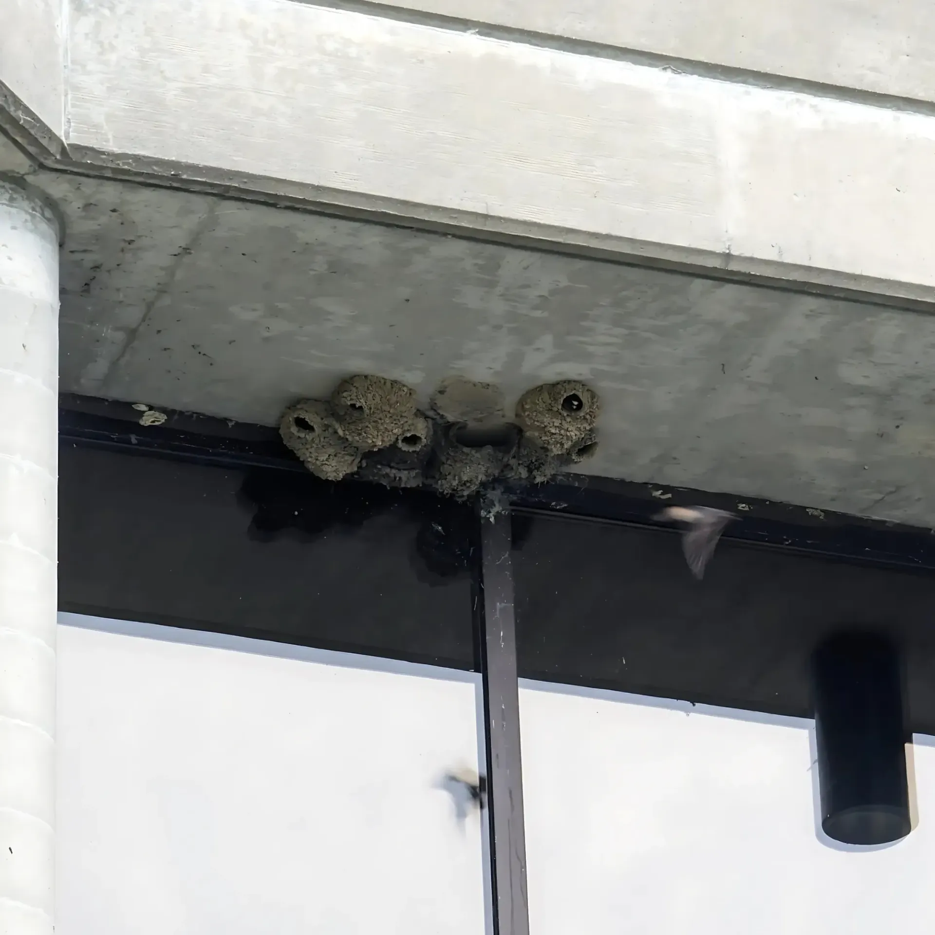 Michigan Wildlife Solutions - A few birds are sitting on the ceiling of a building