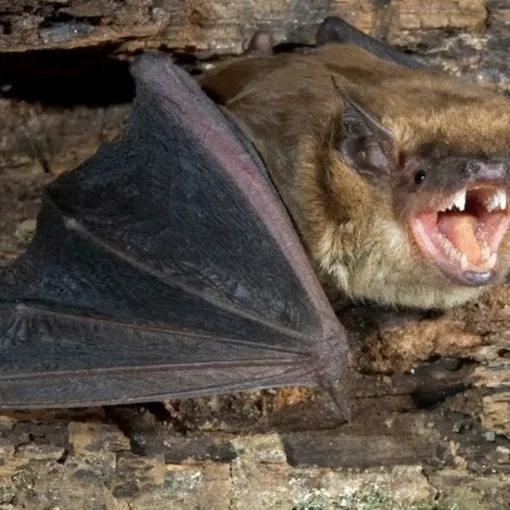 Michigan Wildlife Solutions - A bat with its mouth open
