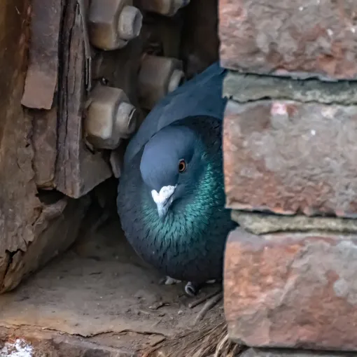 Michigan Wildlife Solutions - A pigeon is sitting in a hole in a brick wall.