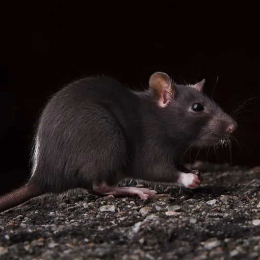 Michigan Wildlife Solutions - A black rat is sitting on a rock
